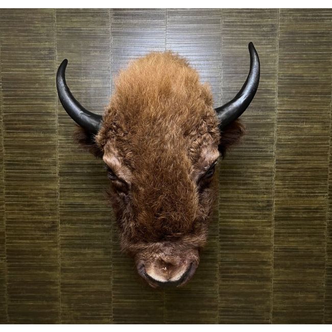 1154 Amerikaanse Bizon