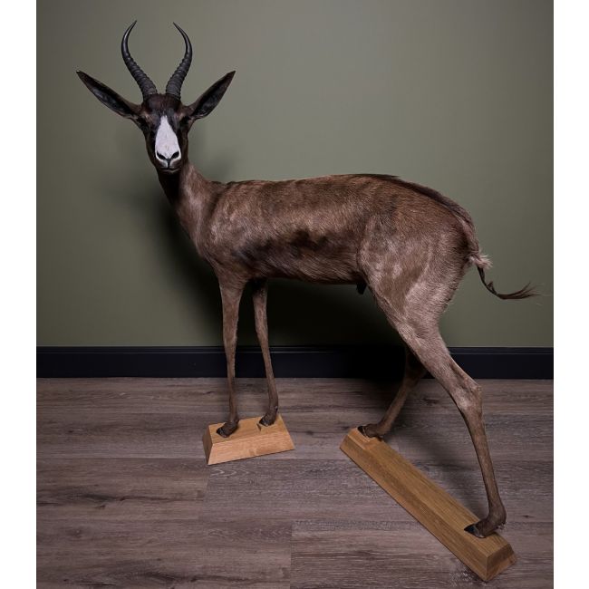 1395 Springbok Zwart H116B45D102