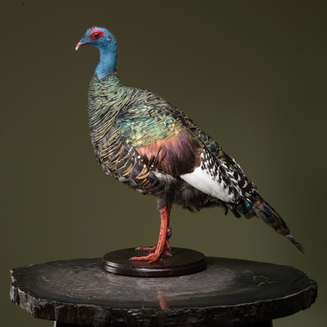 1429 Pauwkalkoen H54B24D50