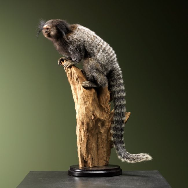 1480 Zwartoorpenseelaapje H40B20D20