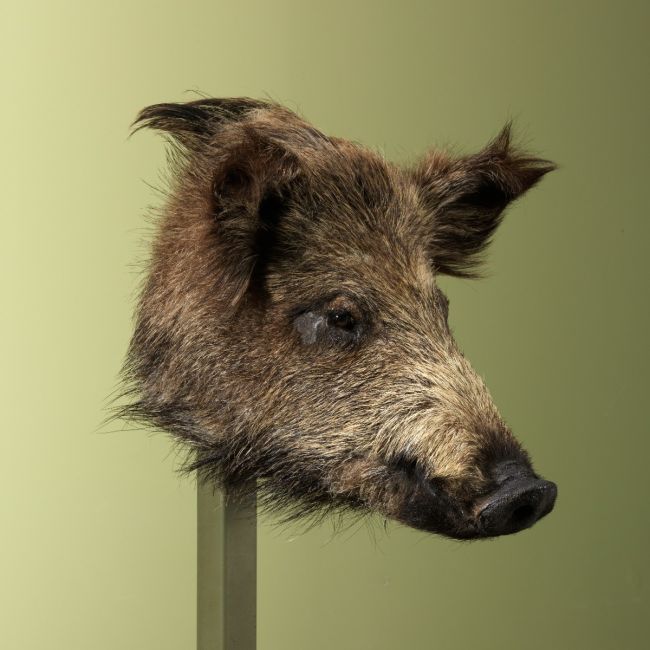 3072 Wild Zwijn Klein