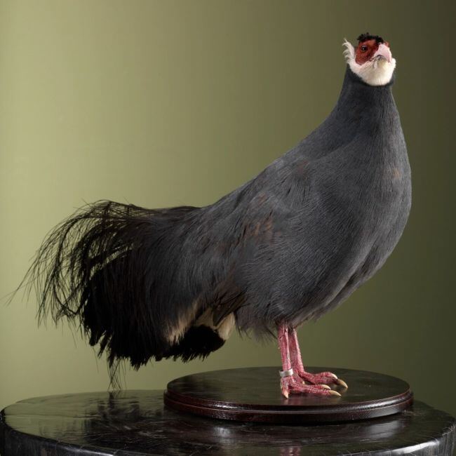 3147 Blauwe Oorfazant