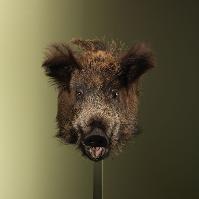 3276 Wild Zwijn Middel