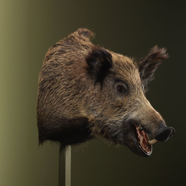 3277 Wild Zwijn Groot