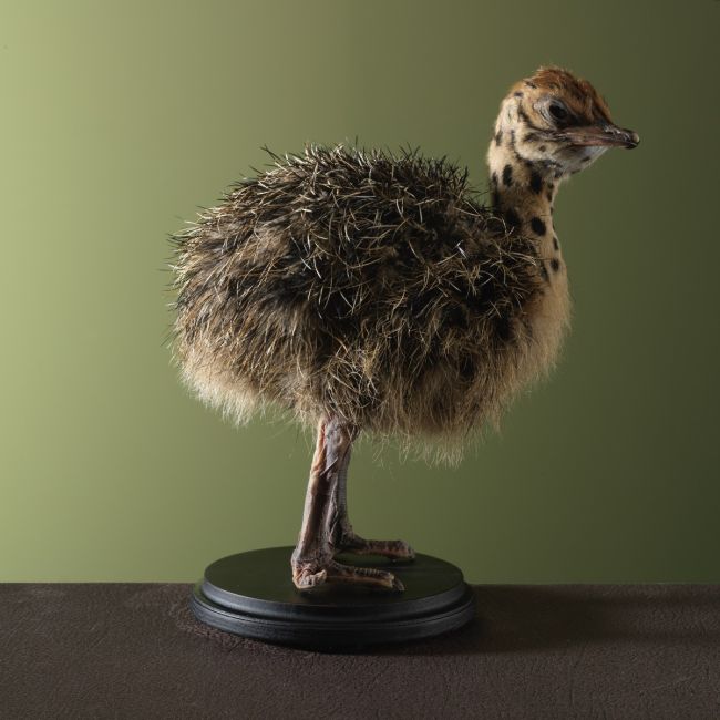 3318 Struisvogel Jong