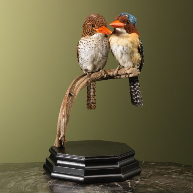 3433 Zebra-IJsvogel Koppel