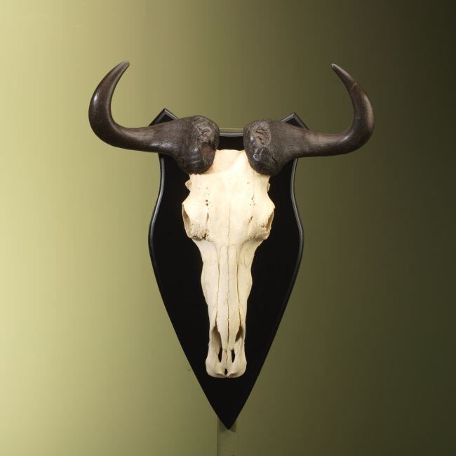 3470 Blauwe Gnoe Schedel