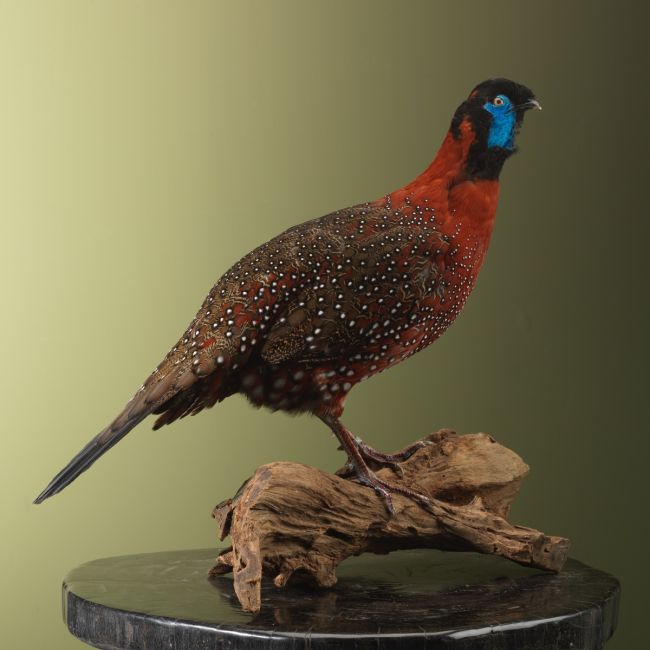 3510 Satyr Tragopaan