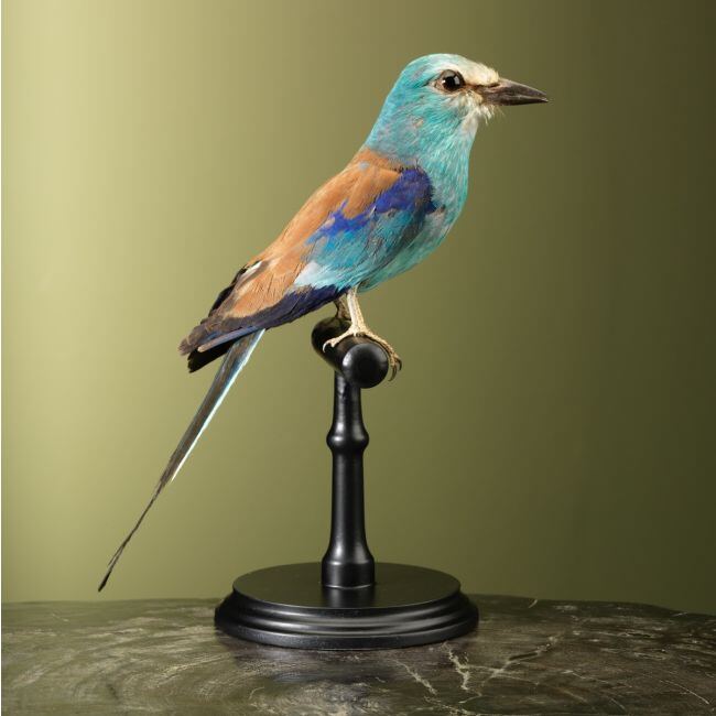 3587 Sahelscharrelaar