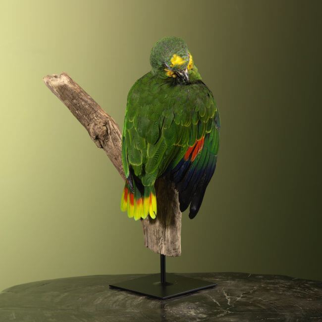 3635 Blauwvoorhoofdamazone