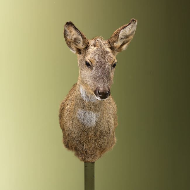 3674 Reebok Wintervacht V