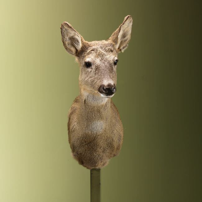 3676 Reebok Wintervacht V