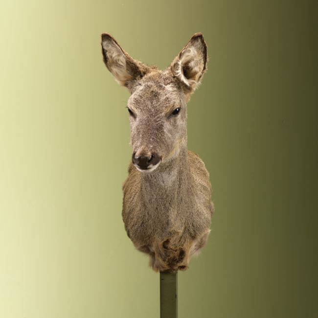 3677 Reebok Wintervacht V