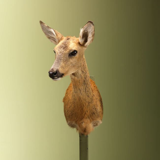 3681 Reebok Zomervacht V