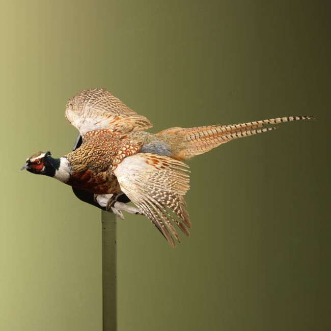 3688 Fazant Vliegend