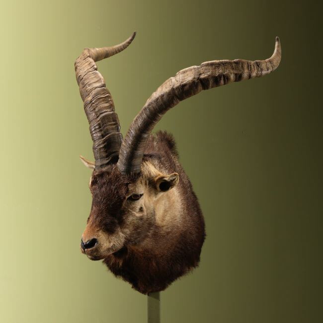 3696 Spaanse Steenbok