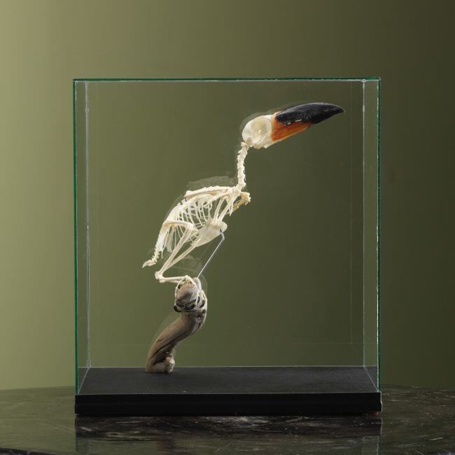 3698 Guyanapepervreter Skelet