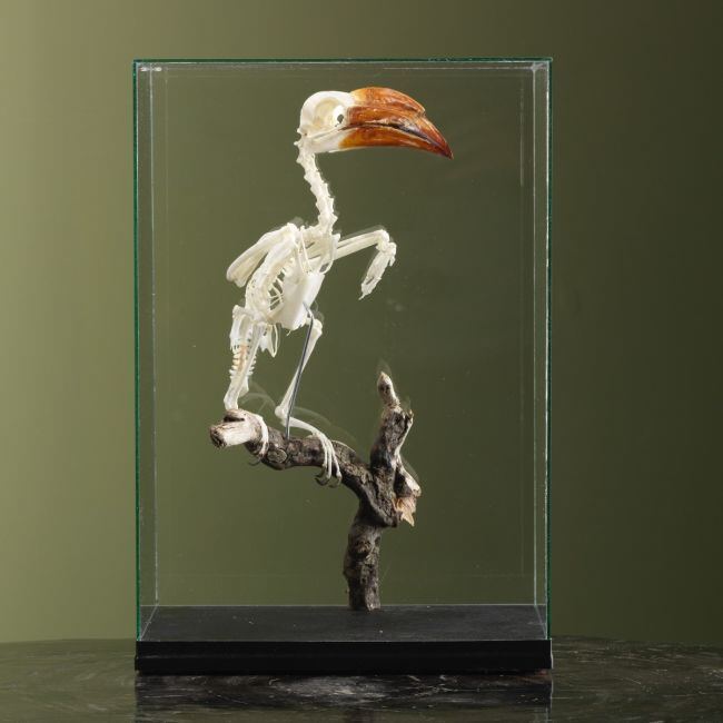 3699 Kroontok Skelet