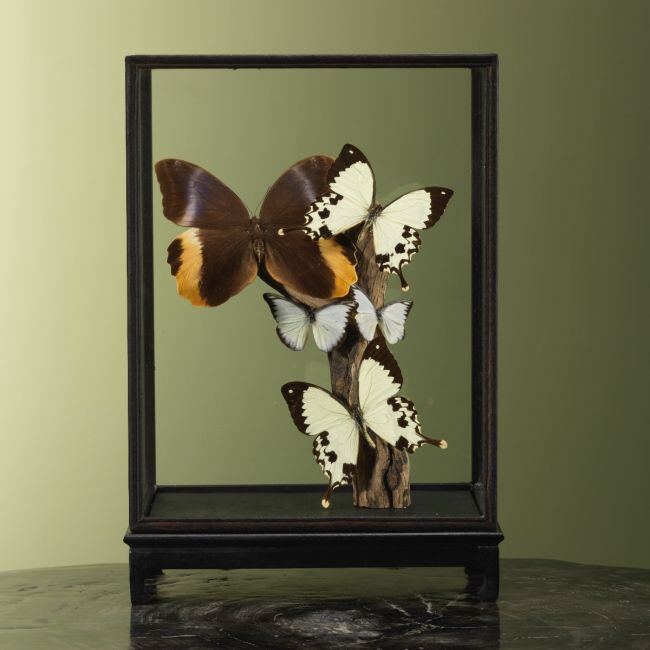 3713 Vlinders in Vitrine