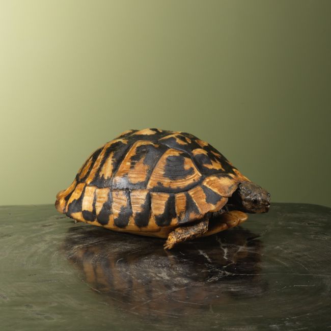 3721 Landschildpad Antiek