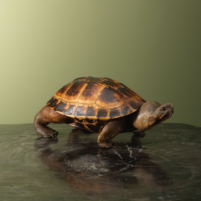 3722 Landschildpad Antiek