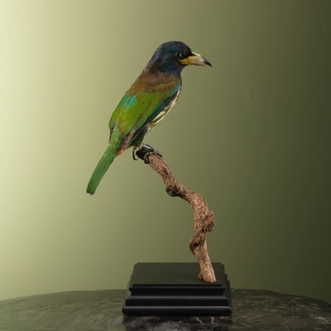 3740 Grote Baardvogel