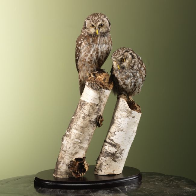 3742 Ruigpootuil Koppel