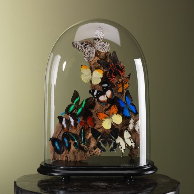 3878 Vlinders in Stolp