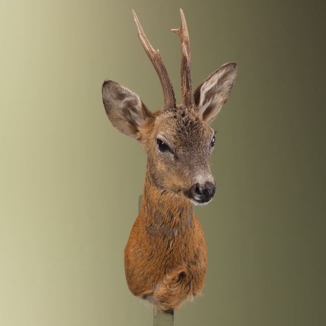 3958 Reebok Zomervacht