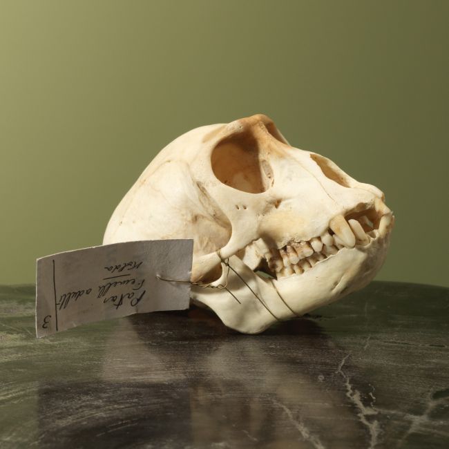 4000 Huzaaraap Schedel