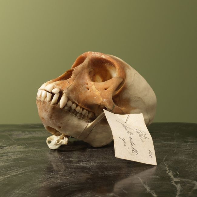 4002 Huzaaraap Schedel