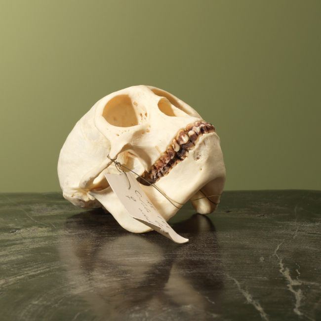 4006 Afrikaanse Rode Franjeaap Schedel