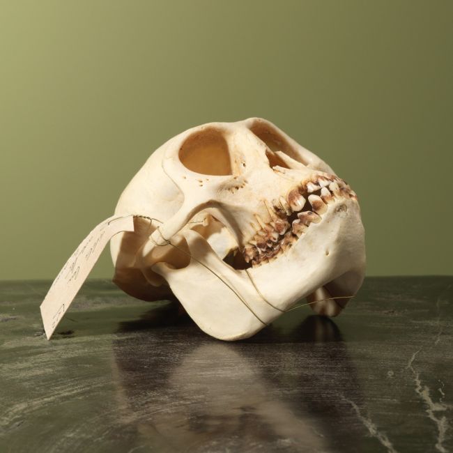 4008 Afrikaanse Rode Franjeaap Schedel