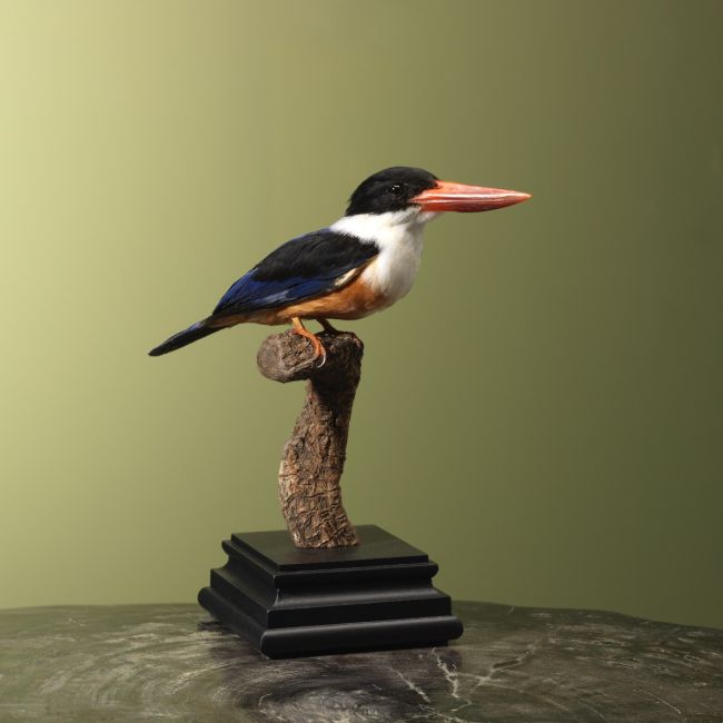 4027 Zwartkapijsvogel