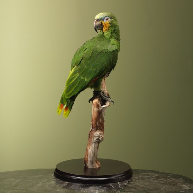 4039 Oranjevleugelamazone