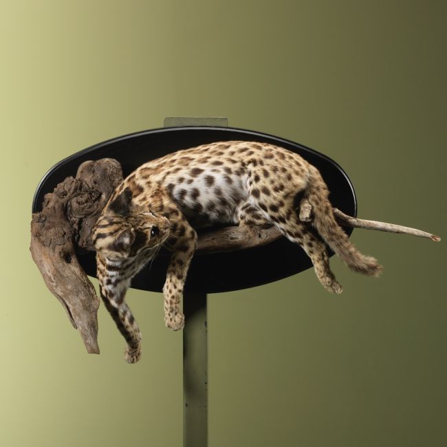 4087 Bengaalse Tijgerkat