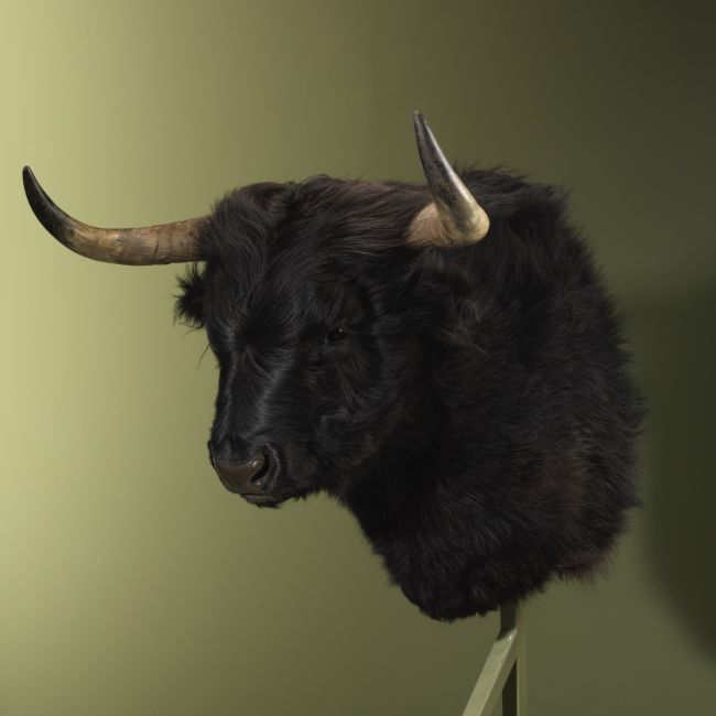 4093 Schotse Hooglander Zwart