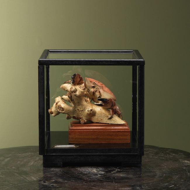 4099 Rode Eierkrab in Vitrine