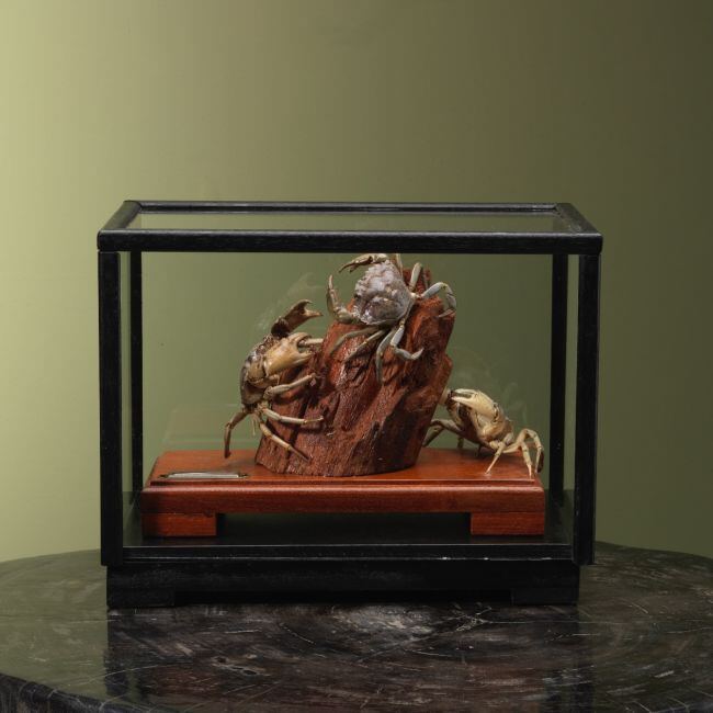 4101 Strandkrab in Vitrine