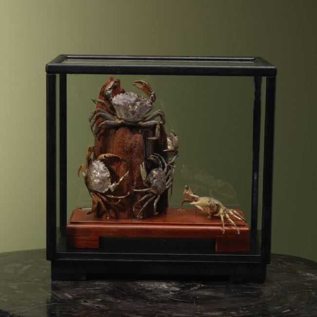 4102 Strandkrab in Vitrine