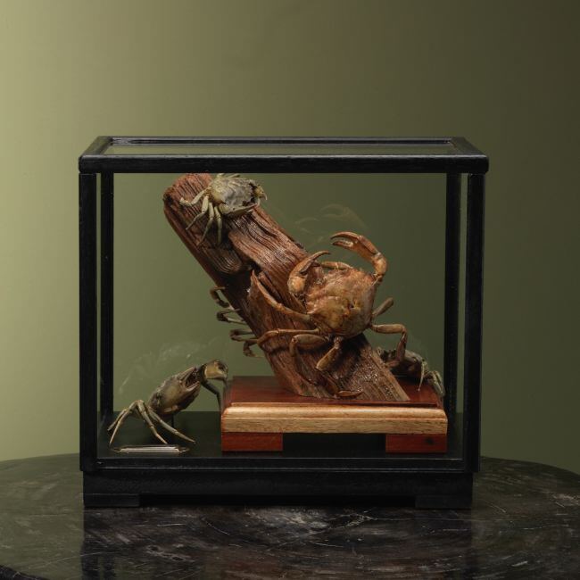 4103 Strandkrab in Vitrine