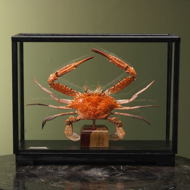 4106 Blauwe Zwemkrab in Vitrine