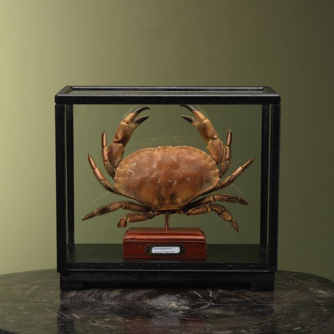 4108 Noordzeekrab in Vitrine