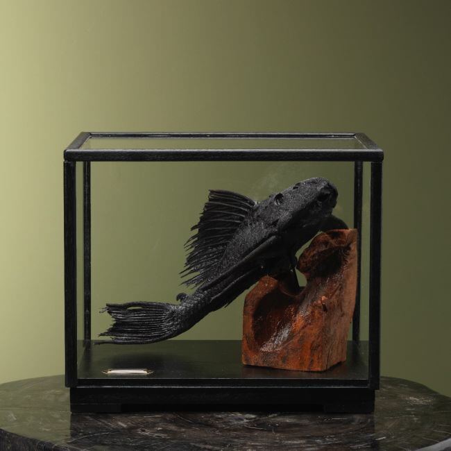 4116 Zuignapharnasmeerval in Vitrine