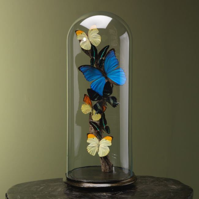 4131 Vlinders in Stolp