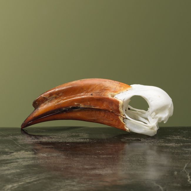 4140 Kroontok M Schedel