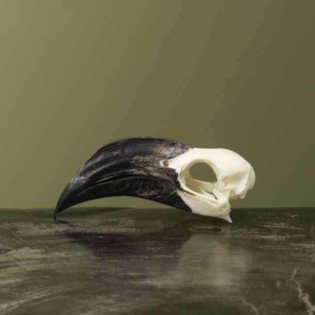 4141 Von der Deckens Tok V Schedel