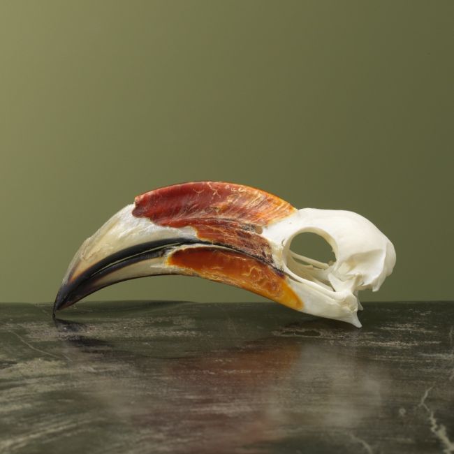 4143 Von der Deckens Tok M Schedel