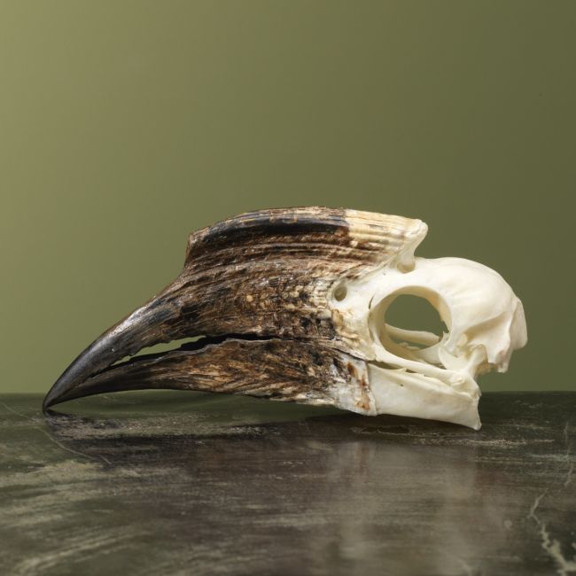 4147 Trompetneushoornvogel V Schedel