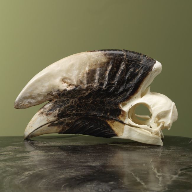 4149 Witpootneushoornvogel M Schedel